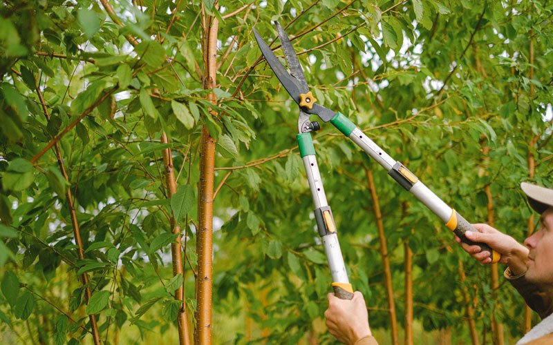Tree trimming in Saint Marys, WV