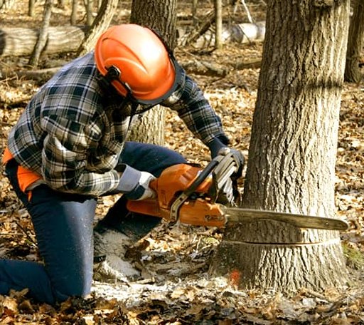 Tree Removal in Saint Marys, WV